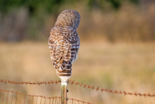 Barred Owl
